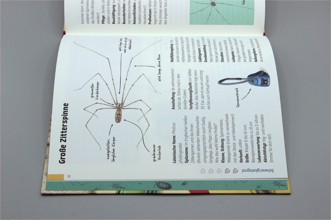 Hui, Spinne: Illustration einer Großen Zitterspinne von oben