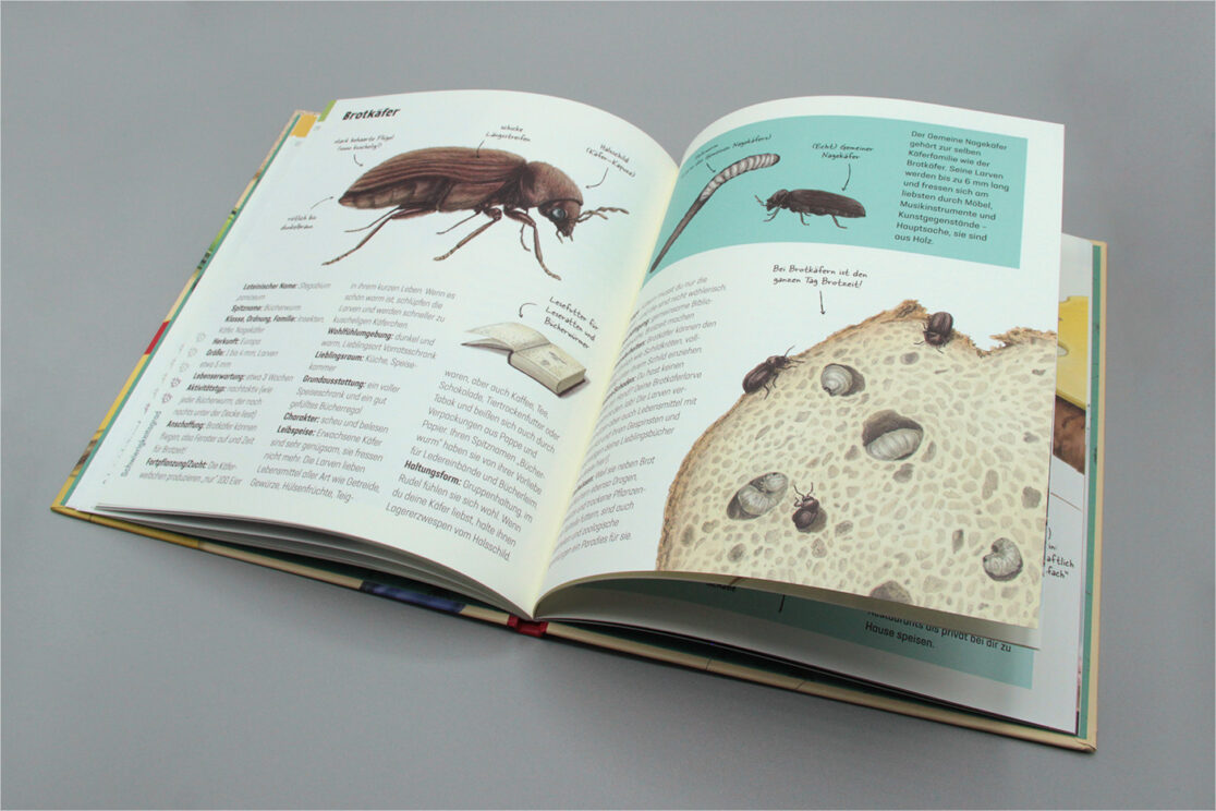 Hui, Spinne: Doppelseite zum Brotkäfer