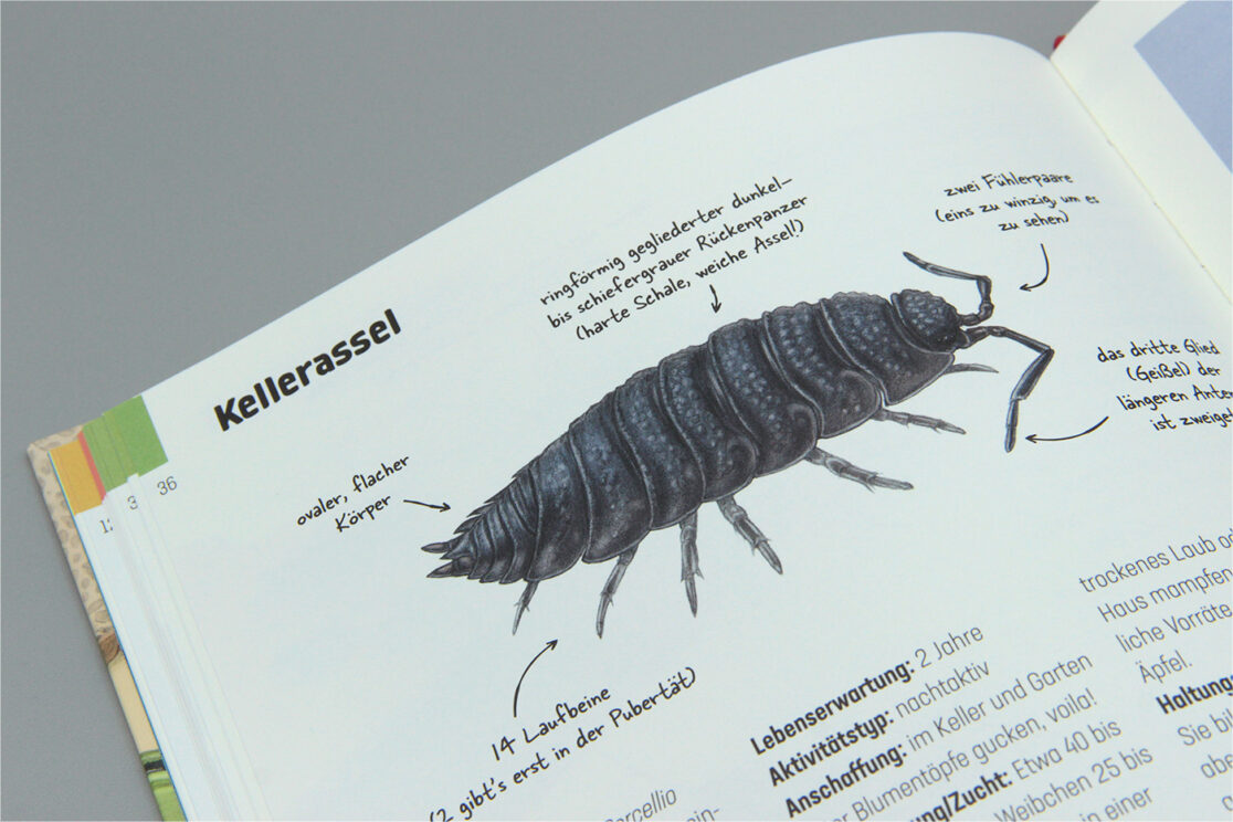 Hui, Spinne: Illustration einer Kellerassel von der Seite