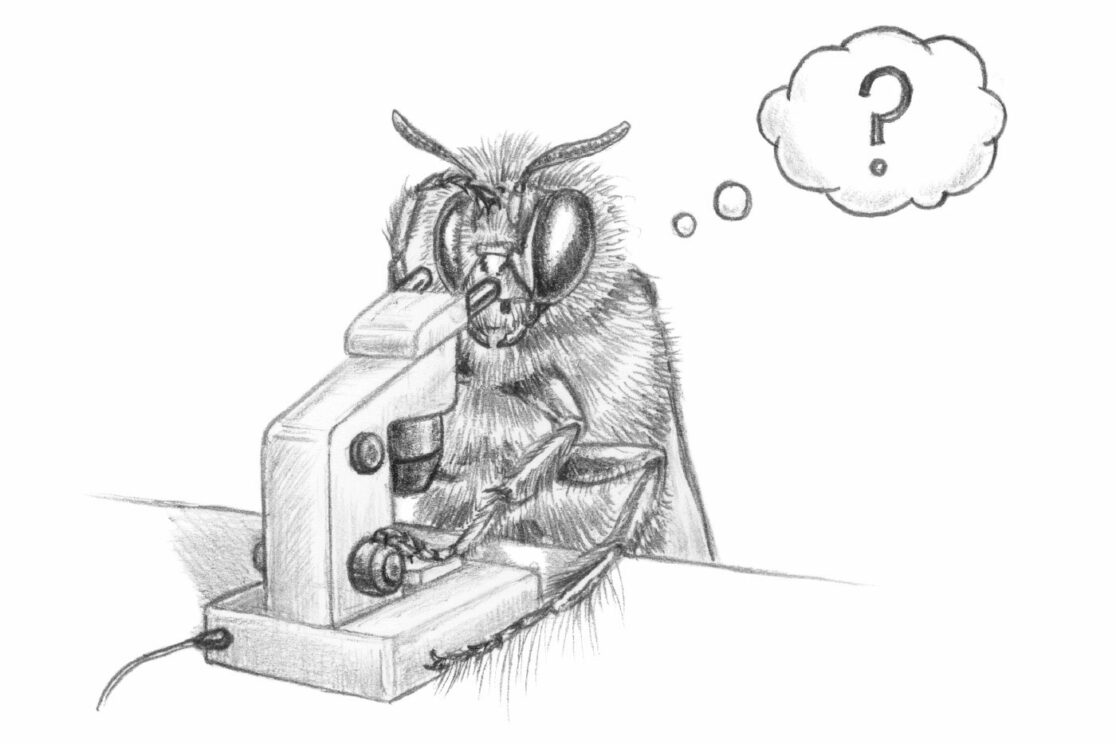 Bienenfiguren für Lehrpfad: Biene am Binokular