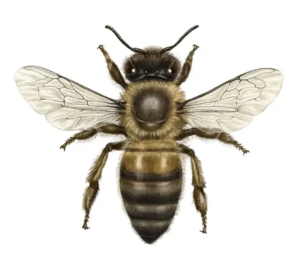 Bienenkalender 2023: Vorschaubild