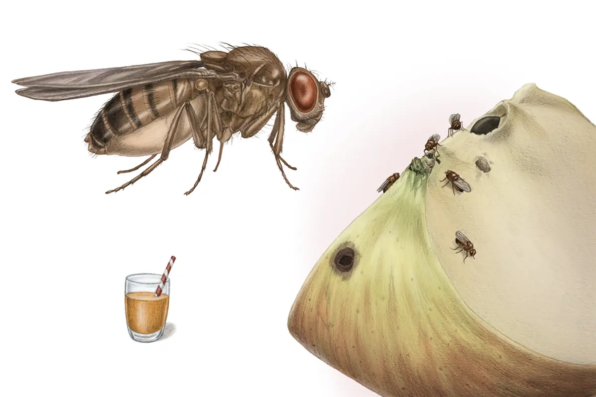 Hui, Spinne: Illustrationen zur Fruchtfliege
