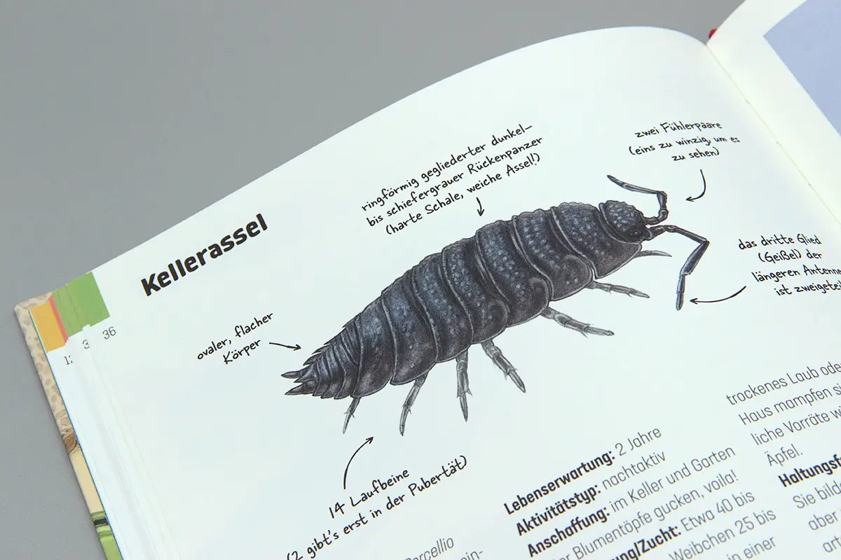 Hui, Spinne: Illustration einer Kellerassel von der Seite