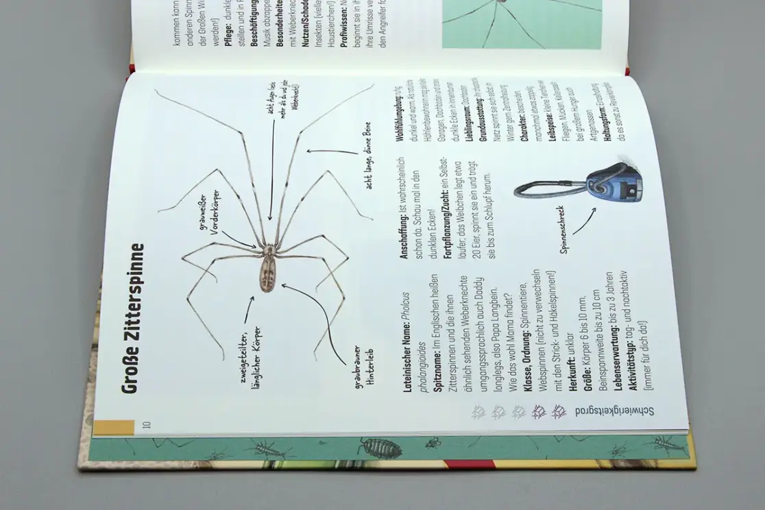 Hui, Spinne: Illustration einer Großen Zitterspinne von oben
