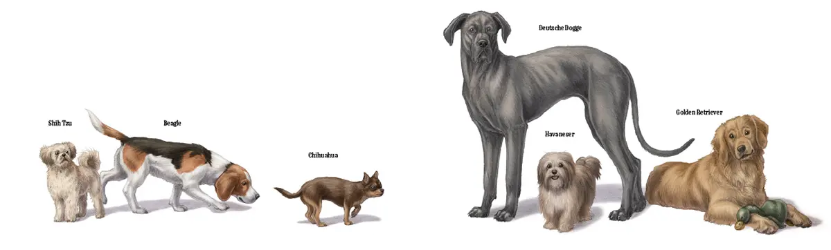 Wie der Hund zu uns kam: Shih Tzu, Beagle, Chihuahua, Deutsche Dogge, Havaneser, Golden Retriever