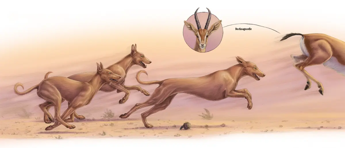 Wie der Hund zu uns kam: Ägyptische Hunde jagen Gazelle