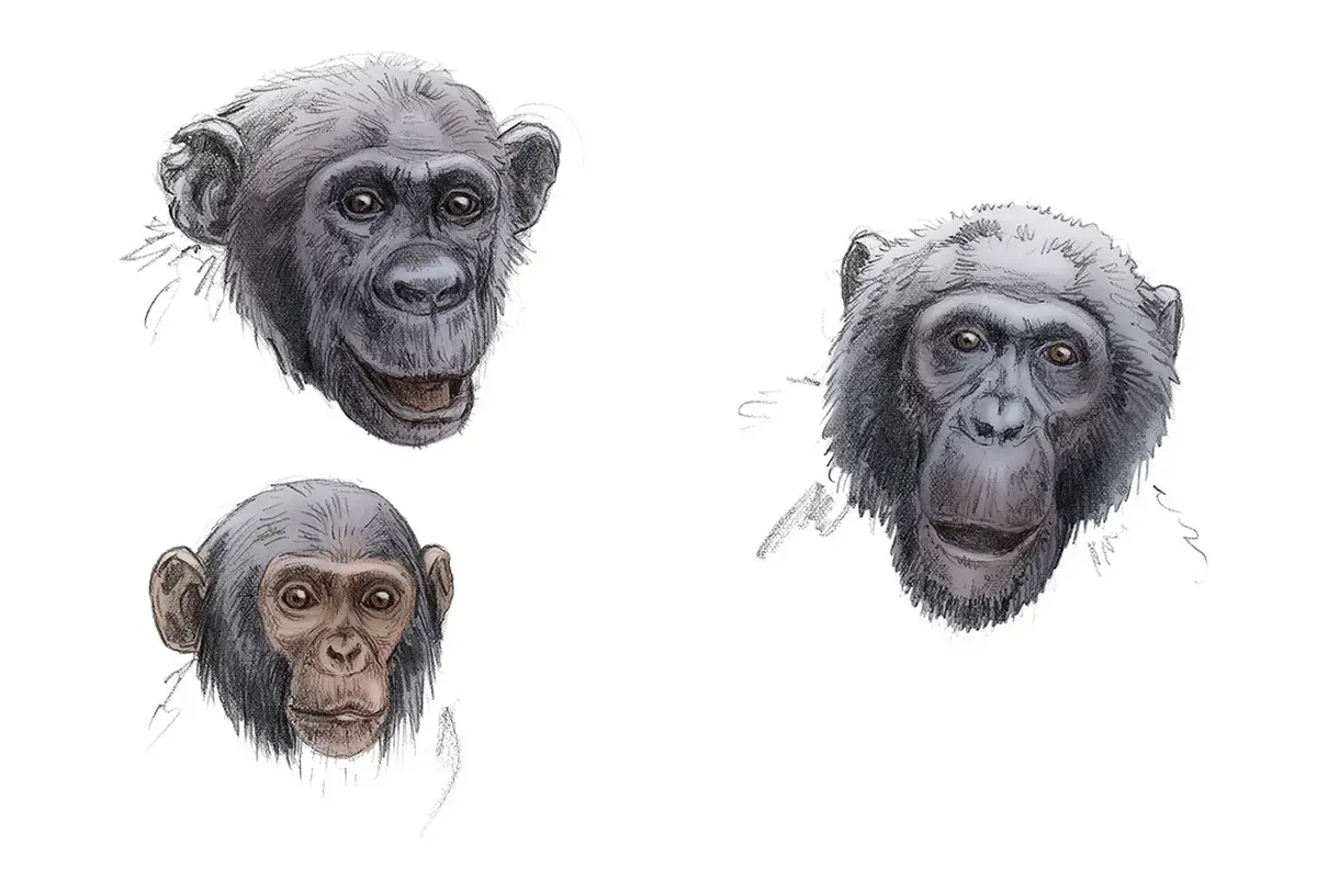 Mit Jane Goodall bei den wilden Schimpansen: skizzenhafte Illustrationen unterschiedlicher Schimpansenköpfe.