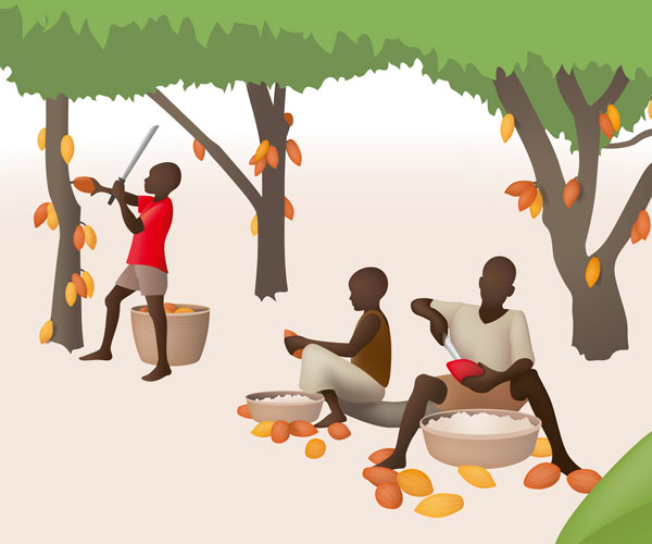 Vorschau: Informationsplakat Kakaoanbau