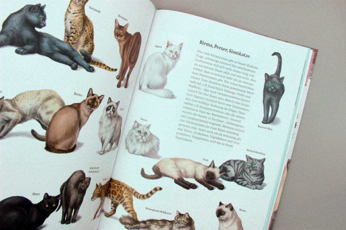 Wie die Katze zu uns kam: Vorstellung unterschiedlicher Katzenrassen