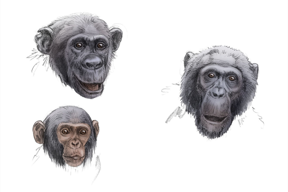 Mit Jane Goodall bei den wilden Schimpansen: skizzenhafte Illustrationen unterschiedlicher Schimpansenköpfe.