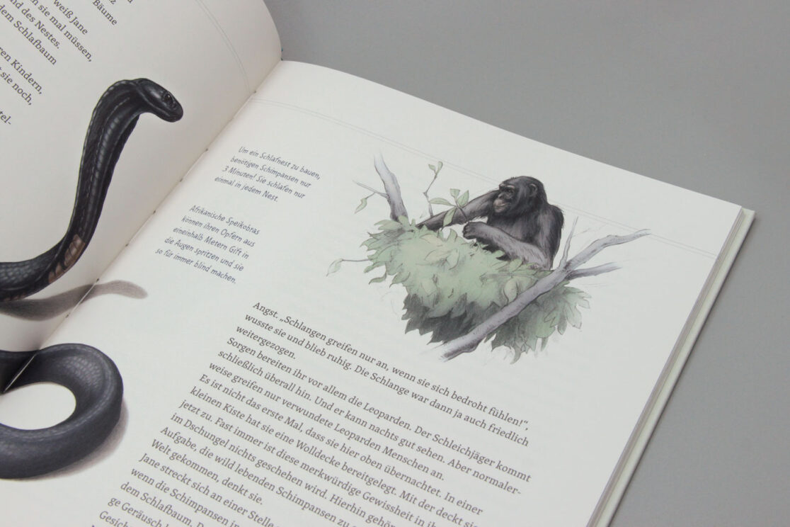 Mit Jane Goodall bei den wilden Schimpansen: Detailansicht einer Illustration mit einem Schimpansen, der ein Schlafnest baut. Auf der gegenüberliegenden Seite ist eine Speikobra abgebildet