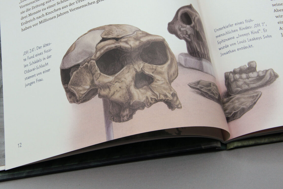Mit Jane Goodall bei den wilden Schimpansen: Seitenausschnitt mit Schädelabbildungen von Frühmenschen