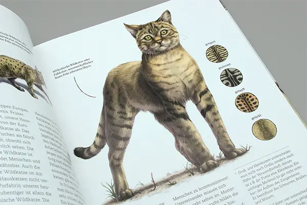 Wie die Katze zu uns kam: Vorschaubild