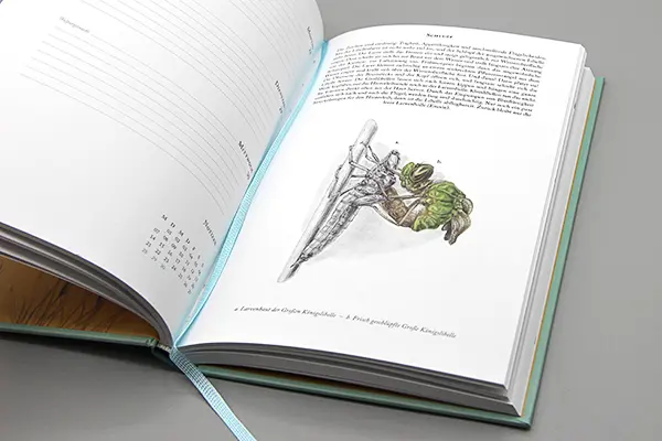 Libellenkalender: Seite zum Schlupf