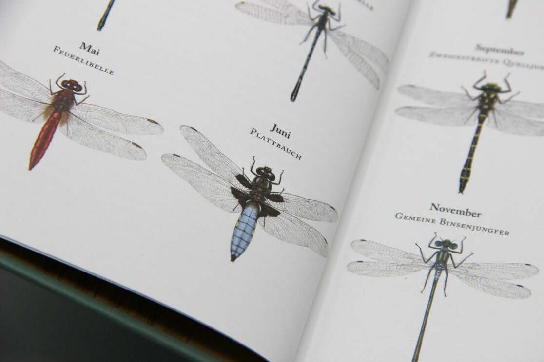 Der Libellenkalender 2025: Ausschnitt der Monatsübersicht