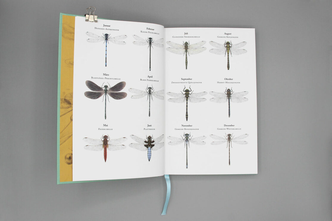 Der Libellenkalender 2025: Monatsübersicht mit Libellenarten