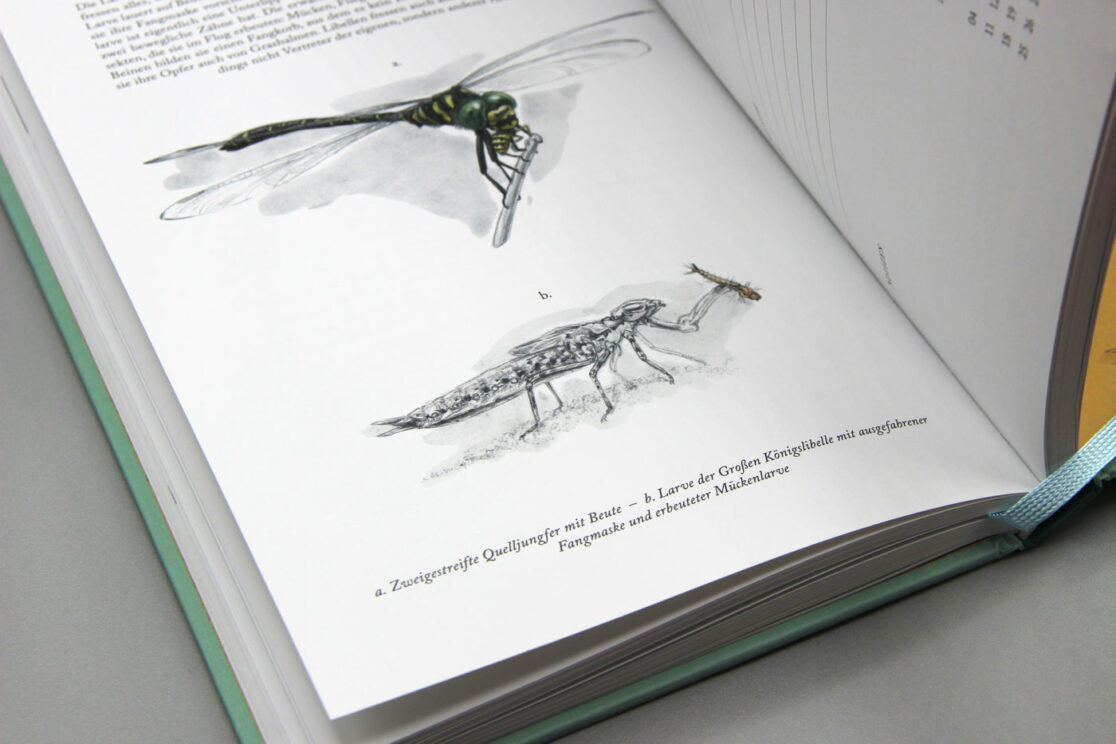 Der Libellenkalender 2025: Vignette einer Libellenlarve mit Beute