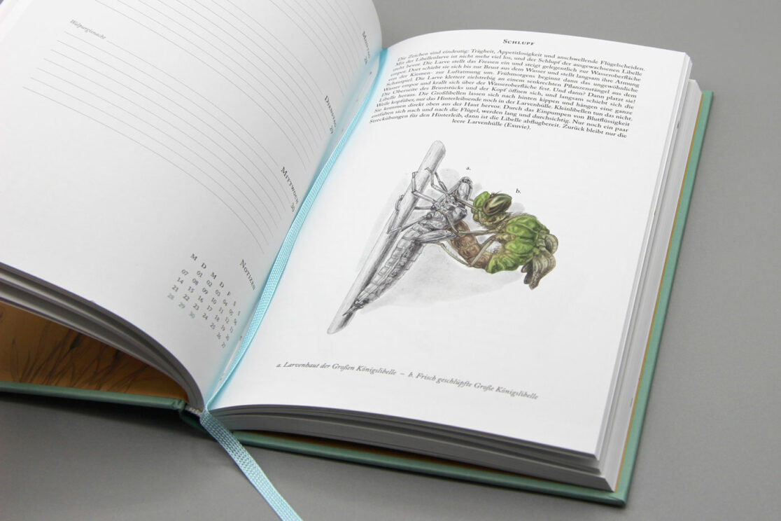 Der Libellenkalender 2025: Infoseite über den Schlupf von Libellen