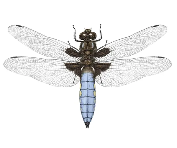 Der Libellenkalender 2025