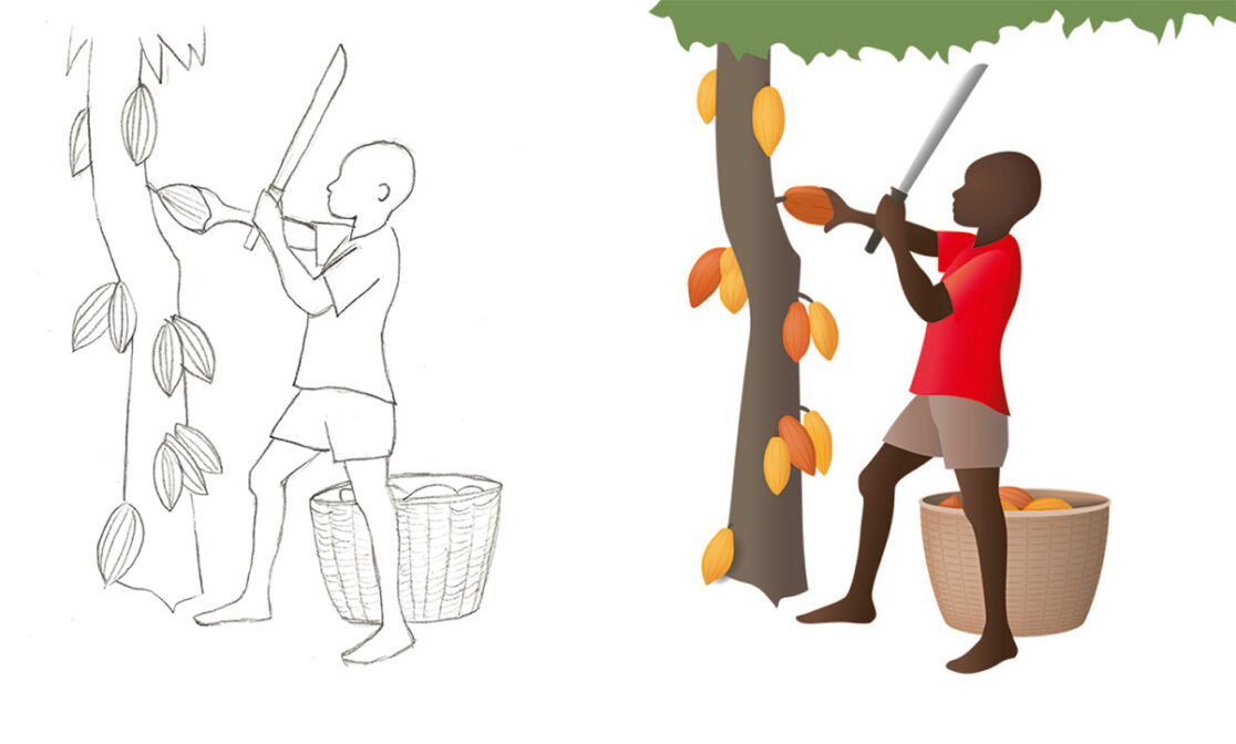 Informationsplakat Kakaoanbau: Skizze und Umsetzung einer Illustration