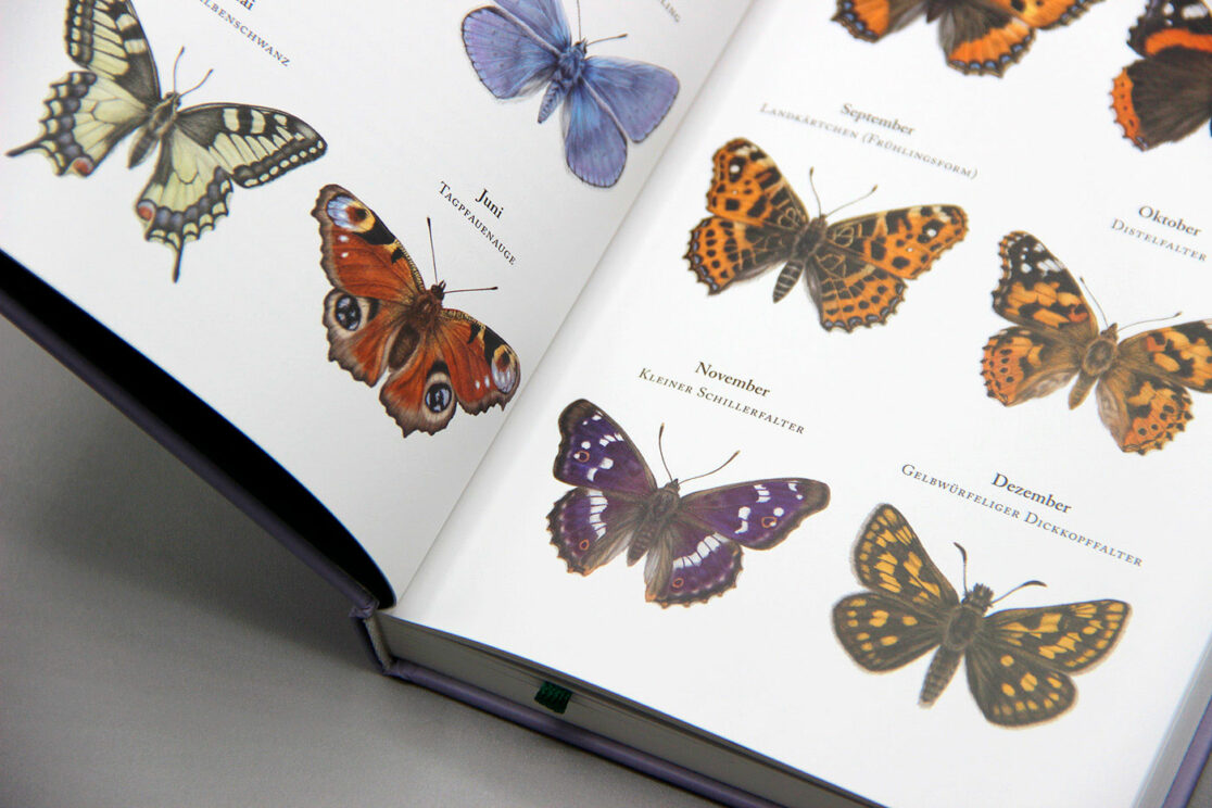 Schmetterlingskalender 2024: Detail der Monatsübersicht