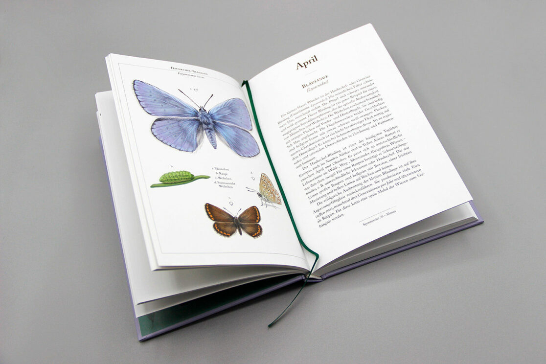 Schmetterlingskalender 2024: Steckbrief Bläuling