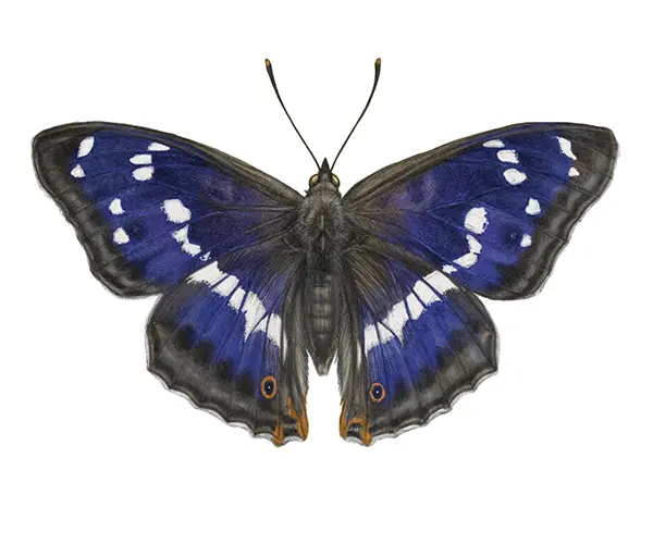 Der Schmetterlingskalender 2024