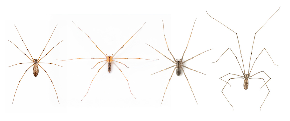 Ein Vergleich zwischen drei KI-generierten-Zitterspinnen und einer handgemachten Illustration. Die Illustration bildet die Proportionen der Spinne korrekt ab.