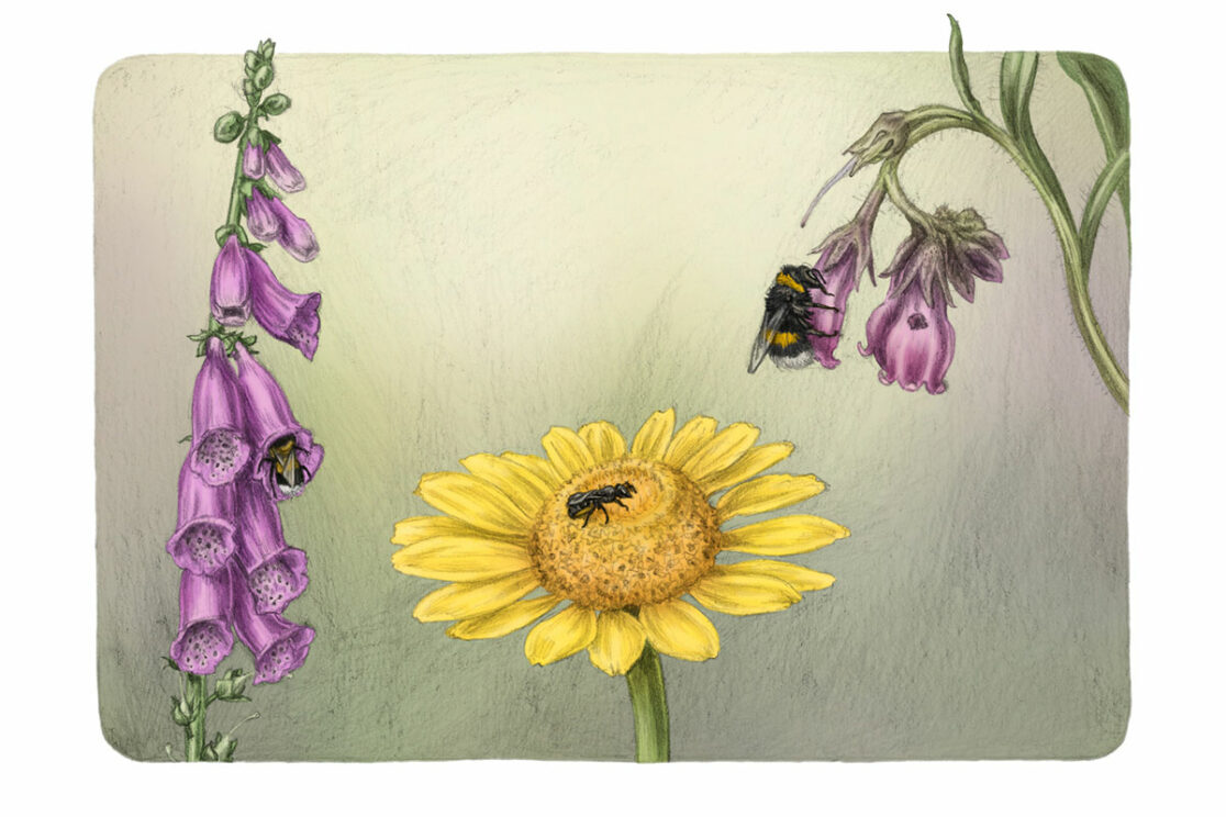 Wildbienenlehrpfad: Illustration zur Wildblumenwiese
